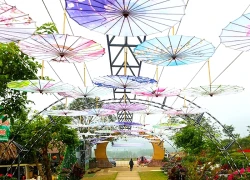 Thoả sức check-in với đường hoa dã quỳ tại Đá Bạc Eco