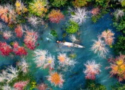 Về Quảng Trị, khám phá rừng phong hương tuyệt mỹ giữa đại ngàn