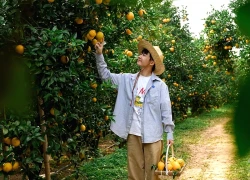 Vườn cam chín mọng, sai trĩu cách Hà Nội hơn 100km, khách ghé 3 lần chưa chán