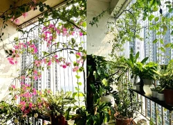 Xu hướng biến ban công chung cư thành không gian chữa lành