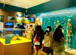 Bảo tàng Thiên nhiên Việt Nam: Hành trình miễn phí khám phá lịch sử 3,6 tỷ năm