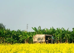 Cánh đồng hoa cải cách trung tâm Hà Nội 30km nở rộ, khách vượt xa đến check-in