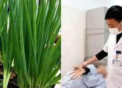 Cấp cứu vì nghe hàng xóm mách đắp lá hành chữa vết thương