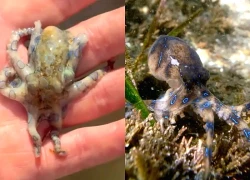 Đi nghỉ dưỡng, du khách vô tình cầm trên tay "thần chết đại dương" có nọc độc gấp 1.000 lần Xyanua