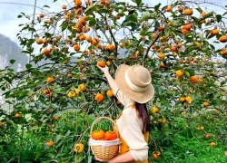 Điểm miền núi phía Bắc nhiều người đang rủ nhau đi: Càng cuối năm càng đông, có đặc sản "hiếm" ở Việt Nam