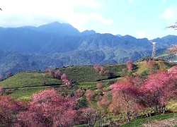Hoa anh đào đang bung nở rực rỡ ở Sa Pa
