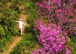 Loài hoa báo Tết của người H'Mông bung nở khắp núi rừng