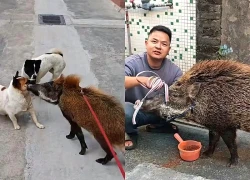 Lợn rừng gầy yếu chạy vào nhà, gia chủ từ chối bán giá gần 190 triệu đồng