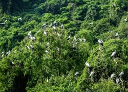 Mê hoặc khoảnh khắc hàng vạn chim hoang dã bay về tổ ở Ninh Bình