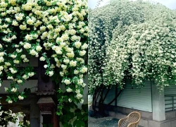 Mộc hương - 'nữ hoàng dây leo' tỏa hương, mang vượng khí cho không gian sống