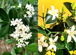 Nguyệt quế - loài cây tỏa hương, mang biểu tượng của thành công