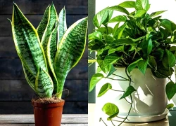 Những loại cây cảnh hút bụi mịn nên trồng trong nhà