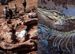 Phát hiện mới về quá trình tiến hóa của khủng long