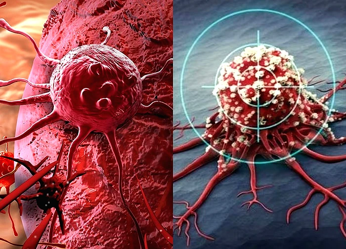 Tế bào ung thư sợ gì nhất?: Phát hiện nhiều 'điểm yếu' để loại bỏ tế bào ung thư