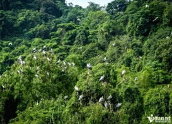 Thung Nham Ninh Bình: Chiêm ngưỡng vũ điệu ngàn chim lúc hoàng hôn