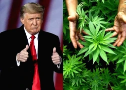 Tổng thống Trump cân nhắc nới lỏng các hạn chế liên bang đối với cần sa