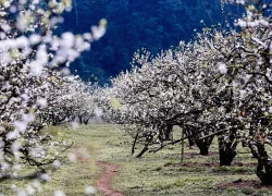 Việt Nam có 1 nơi được Giải thưởng Du lịch Thế giới gọi tên tới 3 lần: Đang mùa hoa mận phủ trắng đồi, "viên ngọc quý" giữa lòng Tây Bắc