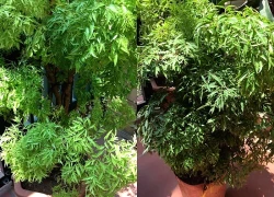 Vừa làm cảnh vừa dùng chế biến món ăn, cây cảnh này trồng trước nhà được ví như 'nam châm' hút lộc, giữ khí lành