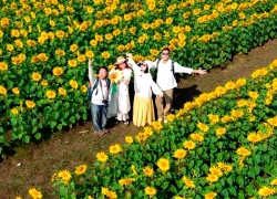 Bạn trẻ check-in 'biển hoa mặt trời' lớn nhất Việt Nam