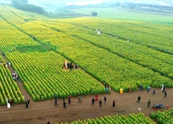 Cánh đồng hoa hướng dương ở Nghệ An bung nở rực rỡ, hút du khách check-in