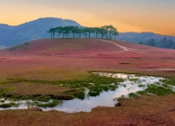 Đồi cỏ hồng Masara vẻ đẹp nguyên bản