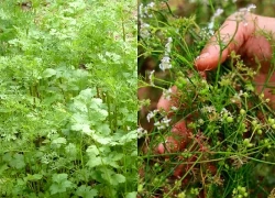 Loại rau thơm quen thuộc là vị thuốc trị cảm, giúp ngủ ngon