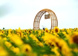 Mê mẩn cánh đồng hoa hướng dương đẹp như tranh vẽ ở xứ Nghệ