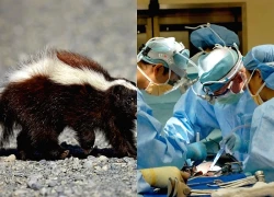 Tử vong vì bệnh dại sau khi ghép thận từ người hiến từng bị chồn cào