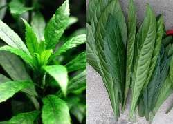 Uống nước lá này hàng ngày vừa rẻ lại đỡ đau xương khớp
