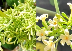 4 nhóm người nên tránh dùng hoa đu đủ đực