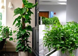 Cây trầu bà: Bí quyết thanh lọc, tài lộc và sự thịnh vượng cho bàn làm việc