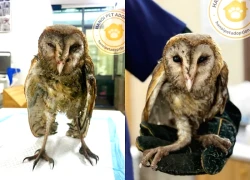 Chú chim cú lợn bị dính keo chuột và đánh đuổi ra bãi rác ở Tây Mỗ, Hà Nội: Tình trạng sau khi cấp cứu