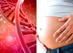 Hormone sinh dục có vai trò trung tâm trong việc đồng bộ nhịp sinh học