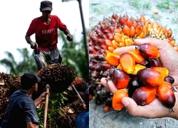 Indonesia đạt đồng thuận với Mỹ về miễn thuế dầu cọ, cà phê