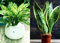 Những loại cây phong thủy có vai trò 'thần giữ của', xua đuổi tà khí