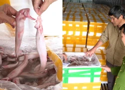 Phát hiện hơn 7 tấn cá khoai ướp hợp chất cực độc được vận chuyển đi tiêu thụ