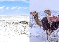 Sa mạc Arab Saudi phủ tuyết trắng sau 30 năm, cảnh tượng “hiếm” chưa từng thấy