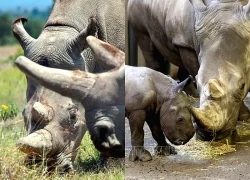 Thêm bước tiến trong việc bảo tồn tê giác trắng