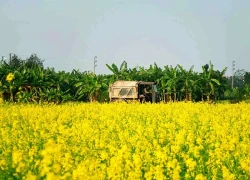 Cánh đồng hoa cải vàng rực bên sông Đuống