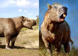 Loài chuột khổng lồ nặng 1 tấn, dài 3 mét, to ngang con trâu mộng