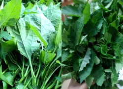 Loại rau dại biến thành đặc sản, những ai không nên ăn?