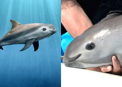 Loài vật quý hiếm bậc nhất thế giới, chỉ còn lại đúng 10 con