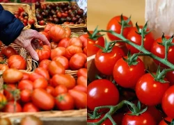Nga phát hiện virus trong cà chua Maroc