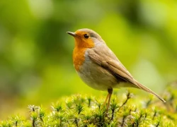 Ngày sinh Âm lịch cất giữ Thần Tài: Ai sinh vào 4 ngày này tiền bạc tự tìm đến