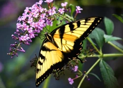 Tháng sinh Âm lịch của người quyết đoán, tham vọng