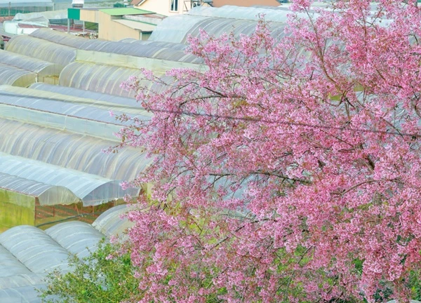 Khám phá sắc xuân trên cao nguyên Lâm Viên