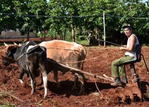 Chính phủ Cuba ưu tiên sản xuất lương thực