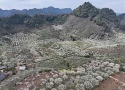 Lên cao nguyên Mộc Châu ngắm hoa mận nở đầu xuân