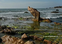 Mùa rêu Cổ Thạch