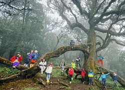 Phượt thủ chia sẻ lịch trình trekking đỉnh Sa Mu tự túc 2N1Đ: Ấn tượng nhất là rừng rêu quá đẹp